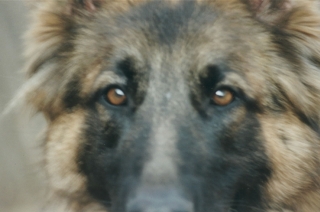 Sokoeyes.jpg