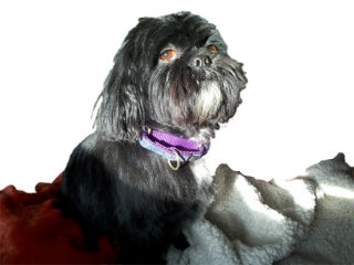 Tommy-cutout.jpg