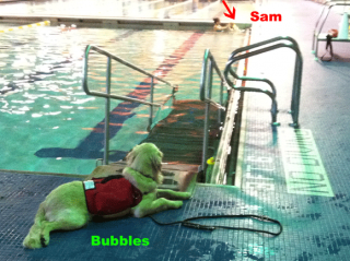 Watching-Sam-in-Pool.png Keeping an eye on her boy!