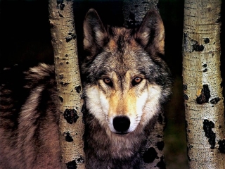 Wolf gazing between trees.