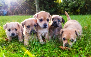 how many litters of puppies can a dog have in a lifetime