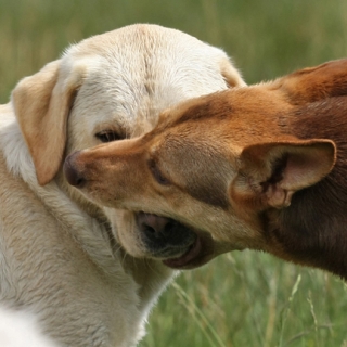 Muzzle grab in dogs.