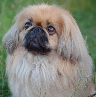 Pekinese