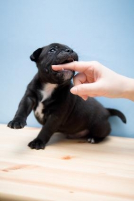 Puppy biting or mouthing.