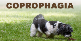My Dog Eats Poop - Coprophagia