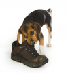 Beagle_pup_shoe.png