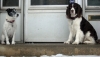 Trip and Bean on the steps without Lily