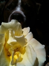 Dune's Nose & A Rose