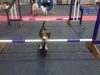 Little Max thinking about Agility.jpg