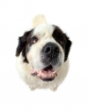 St Bernard big head.jpg