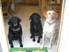 Teach wait to your dogs, a useful safety behavior