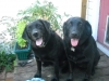 Doobie (R) wants to stay on the grooming platform, even when his turn is over. Talley on (L)