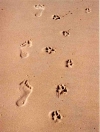 karen wild foot prints and dog paw prints walk together across sand