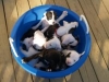 z_bucketopuppies2_3_small_preview.jpg