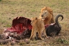 Male lion and cub.