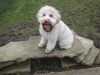 Hazel lips her lick, a common expression of dogs getting their photo taken