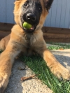 Belgian Tervuren Mars With Orange