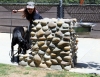 Black greyhound doing nose work at a park