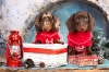 Getting a Puppy Over the Holidays
