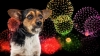 frightened dog near fireworks