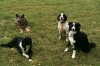 Group stay, Muttamorphosis Dog Training.