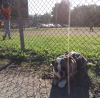 Mack enjoys an All American Pastime. Bully sticks and baseball!