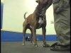 Embedded thumbnail for Variable Length Positions – SIRIUS Adult Dog Training