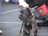 Embedded thumbnail for Body Positions - SIRIUS Puppy Training Redux