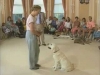 Embedded thumbnail for Proofing Jinty’s Sit Stay - Training the Companion Dog 4 – Recalls &amp;amp; Stays