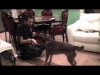 Embedded thumbnail for Dog Training Ideas: Veterinary and care giving behaviours 