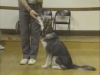 Embedded thumbnail for On Leash Heeling - SIRIUS Puppy Training Classic