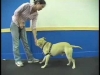 Embedded thumbnail for Positions Practice – SIRIUS Adult Dog Training