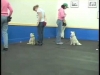 Embedded thumbnail for Advanced Stay Proofing – SIRIUS Adult Dog Training
