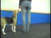 Embedded thumbnail for Beagle Learns to Swingback – SIRIUS Adult Dog Training