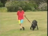 Embedded thumbnail for On Leash Following - Dog Training for Children