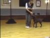 Embedded thumbnail for Off Leash Heeling - SIRIUS Puppy Training Classic