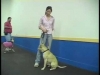 Embedded thumbnail for Instructive Reprimand – SIRIUS Adult Dog Training