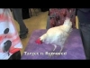 Embedded thumbnail for Why does this chicken spin?