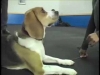 Embedded thumbnail for More Jazz &amp;amp; Settle– SIRIUS Adult Dog Training