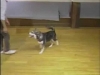 Embedded thumbnail for Fewer Treats, Better Recalls - SIRIUS Puppy Training Classic