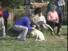 Embedded thumbnail for At the Dog Park - SIRIUS Puppy Training Classic