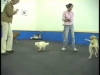 Embedded thumbnail for Sit During Play 3 Sit then Collar – SIRIUS Adult Dog Training