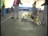 Embedded thumbnail for Polite Greetings – SIRIUS Adult Dog Training