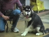 Embedded thumbnail for Week 1 Part 1 (SIRIUS SF Puppy 2)