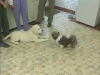 Embedded thumbnail for Reading Play Behavior 1 - Training the Companion Dog 1 – Socialization &amp;amp; Training