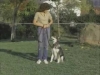 Embedded thumbnail for Heeling with Laura - SIRIUS Puppy Training Classic