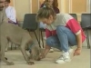 Embedded thumbnail for Luring Tips - Training the Companion Dog 1 – Socialization &amp;amp; Training
