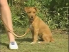 Embedded thumbnail for Effective Corrections - Training the Companion Dog 3 – Walking &amp;amp; Heeling