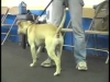 Embedded thumbnail for Sensory Overload – SIRIUS Adult Dog Training