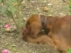 Embedded thumbnail for Why Dogs Dig - Training the Companion Dog 2 – Behavior Problems